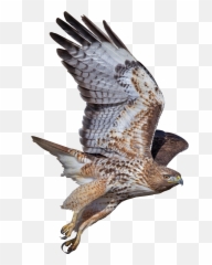 Peregrine Falcon Png Photos Png Mart Emoji,Falcons Emojis