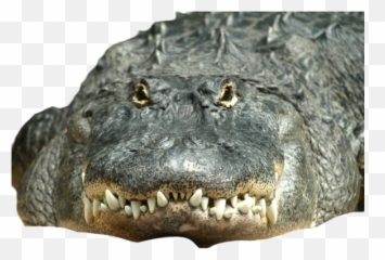 Teeth Png Images Download Teeth Png Transparent Image With Emoji,Cocodrile Emoji