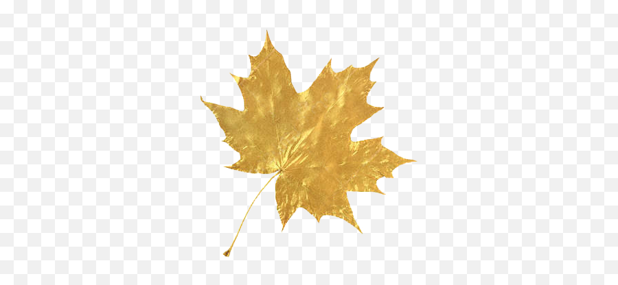 Largest Collection Of Free - Toedit Leafs Stickers Emoji,Mable Leaf Emoji