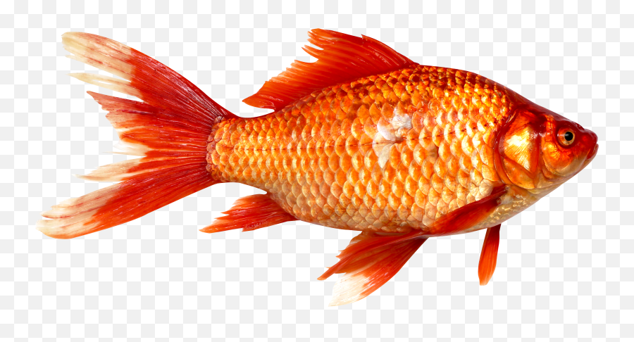 Orange Fish Png - Png Images Of Fish Full Size Png Emoji,Goldfish Emoji