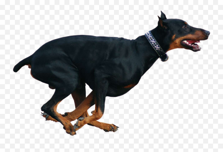 Running Doberman Dog - Dobermann Pinscher Running Art Emoji,Doberman Emoji