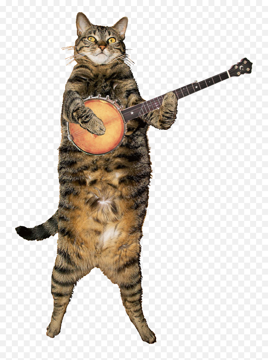 Top Wild Cats Stickers For Android U0026 Ios Gfycat - Cat Banjo Gif Emoji,Happy Cat Emoticon