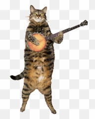 Top Wild Cats Stickers For Android U0026 Ios Gfycat - Cat Banjo Gif Emoji,Happy Cat Emoticon