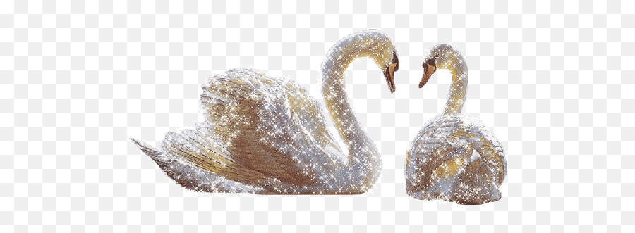 Top Geese Stickers For Android U0026 Ios Gfycat - Swan Animated Transparent Gif Emoji,Canadian Goose Emoji