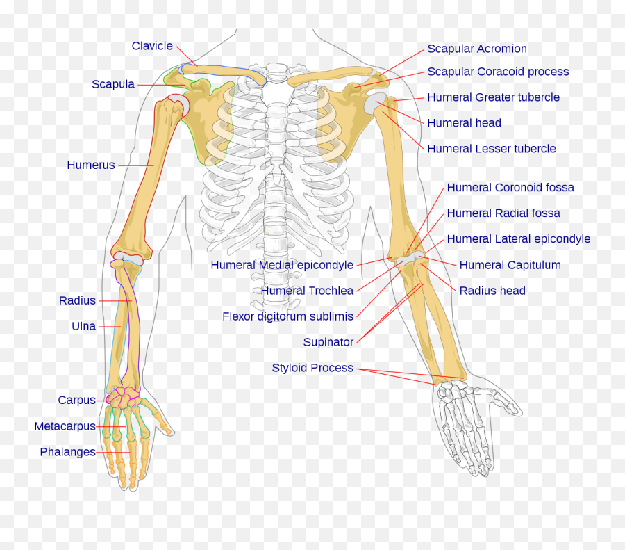 Diagram Spine Bones Diagram Full Version Hd Quality Bones - Bones Of The Arm Emoji,Aveo Emotion 2014