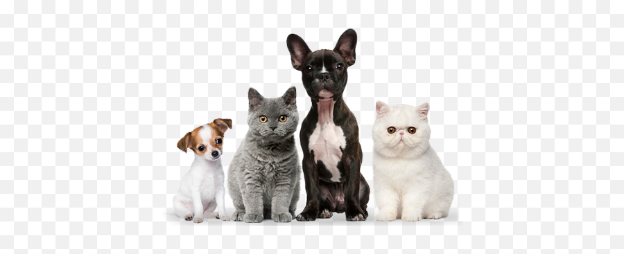 Animal Friendships - Indulge Your Pet Emoji,Freefacebook Cat Emotions