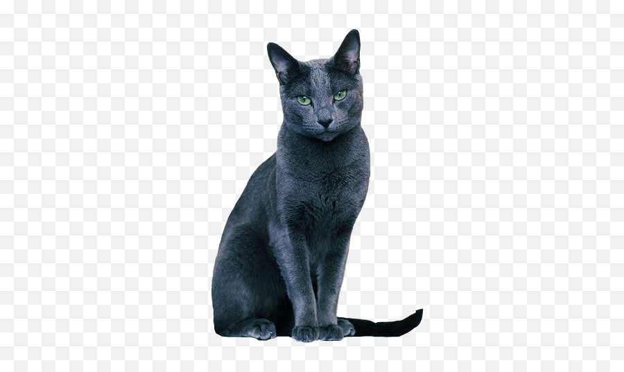 Cat Russianblue Grey Blue Kitten Sticker By Emoji,Grey Cat Emoji