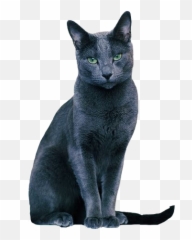 Cat Russianblue Grey Blue Kitten Sticker By Emoji,Grey Cat Emoji