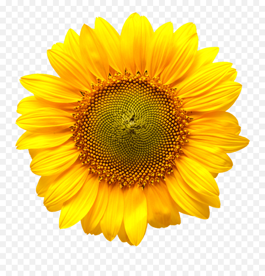 Cold Pressed Sunflower Oil - Sunflower Oil Drop Png Emoji,Facebook Sunflower Emoticons
