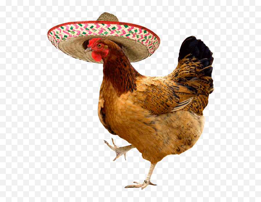 Top Chicken Industry Stickers For - Dancing Chicken Gif Transparent Emoji,Sombrero Emoji