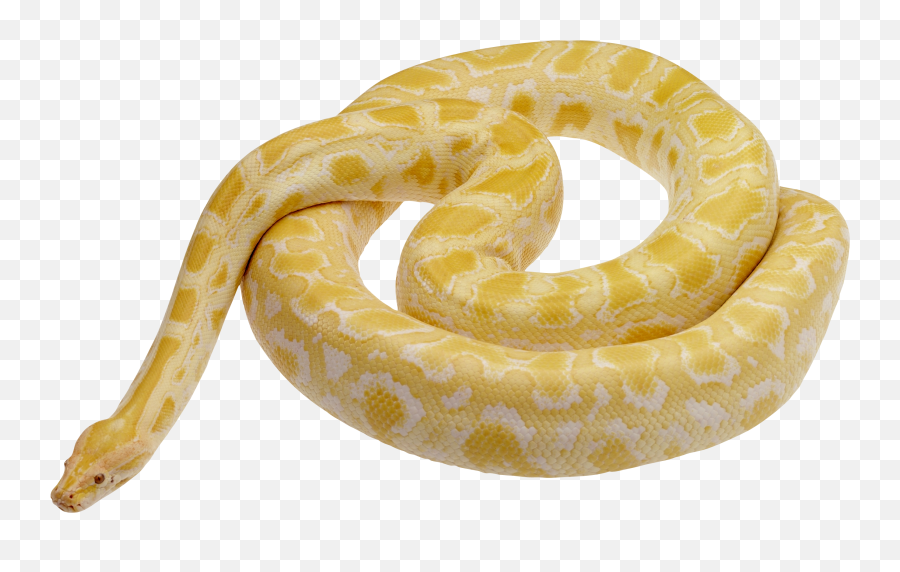Viper Snake Transparent Images Png Arts Emoji,Fifi Emojis Viper Snake Transparent Images Png Arts Emoji,Fifi Emojis