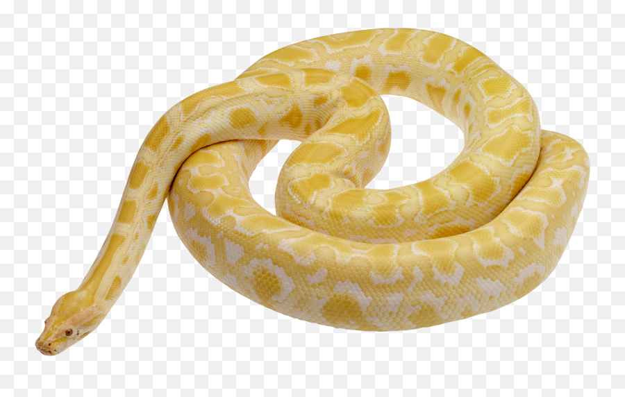 Viper Snake Transparent Images Png Arts Emoji,Fifi Emojis