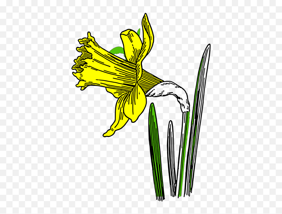 Daffodil Png Svg Clip Art For Web - Download Clip Art Png Emoji,Emoticon Daffodif