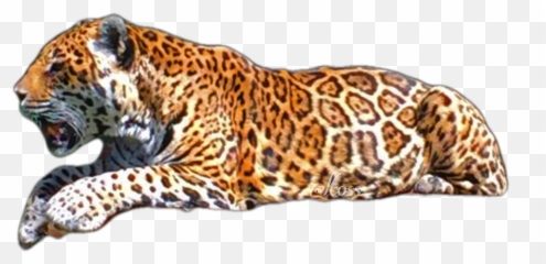 Discover Trending Tiere Stickers Picsart Emoji,Ajguar Emoji