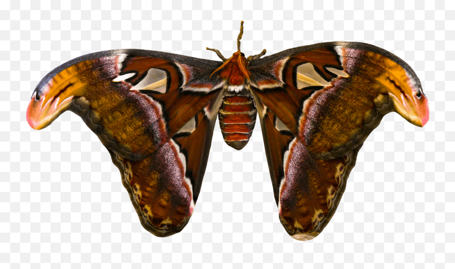 Insect Quiz - Atlas Moth Pic Png Emoji,Can Luna Moths Feel Emotions