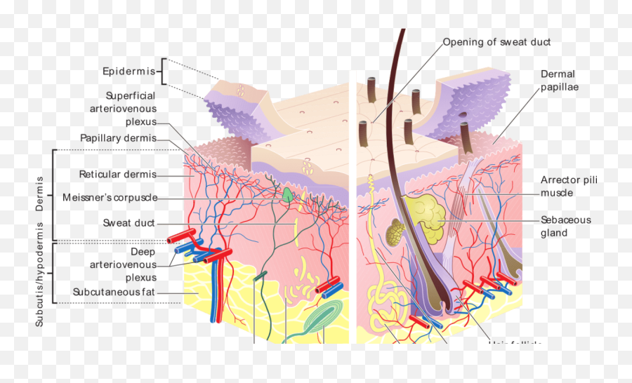 Human Skin Structure Functions And Interesting Facts - Cutaneous Layer Emoji,Chemical Structures Of Emotions