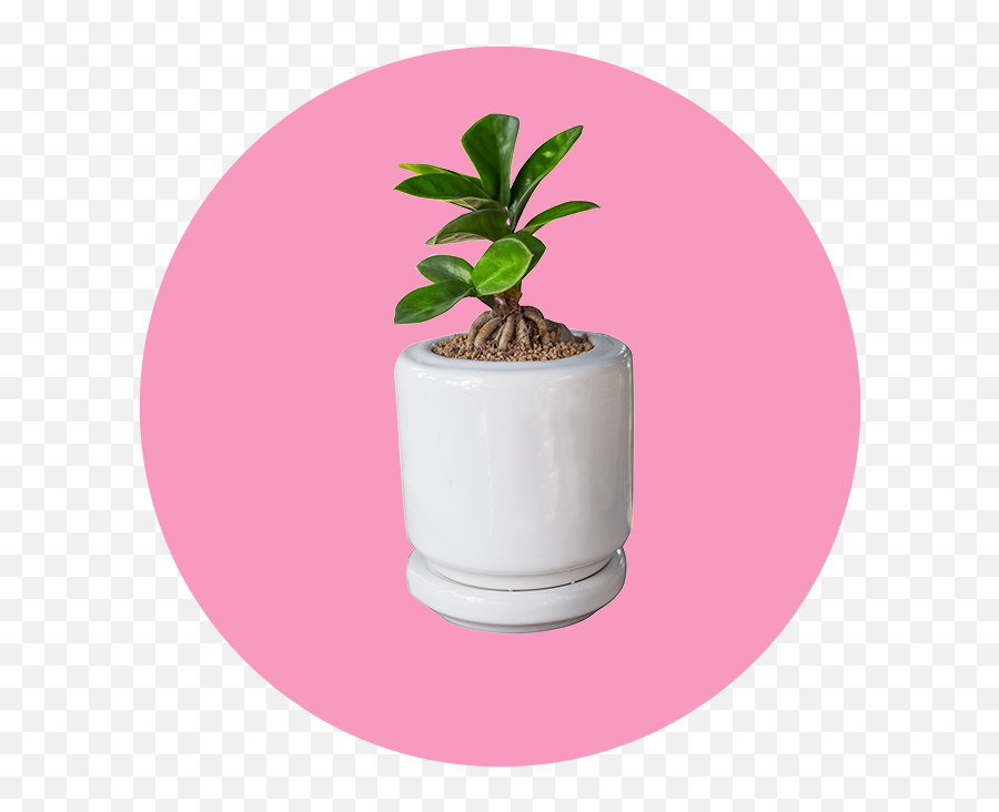 23 Easy Breezy Beautiful Houseplants - Soil Emoji,Green And Plants Indoor Effect On Human Emotion