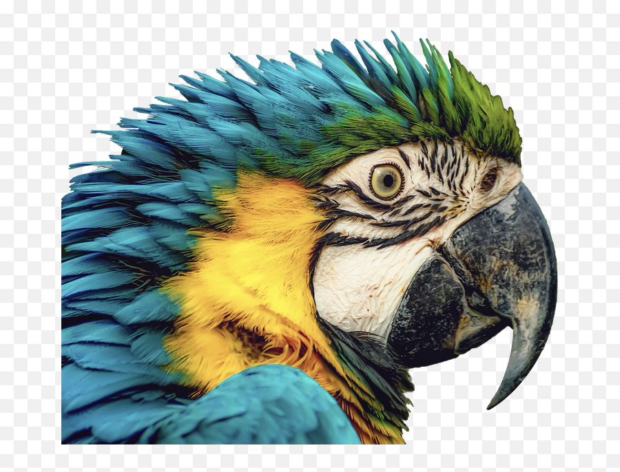 Free Photo Plumage Isolated Ara Parrot Par Animal Bill Bird - Par Bird Emoji,Bird Emotions