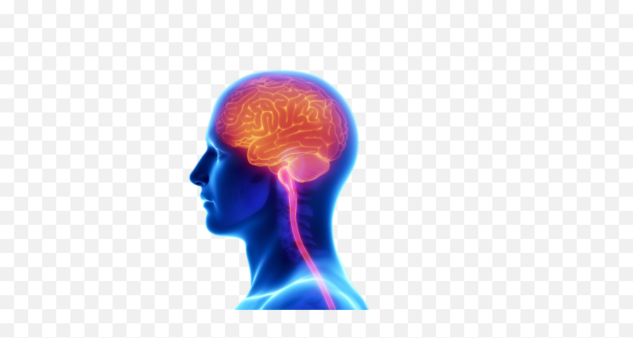 Do You Know The Facts About Our Brain Will Make You Feel - Human Brain Png Transparent Emoji,Amazed Emotion Clipart