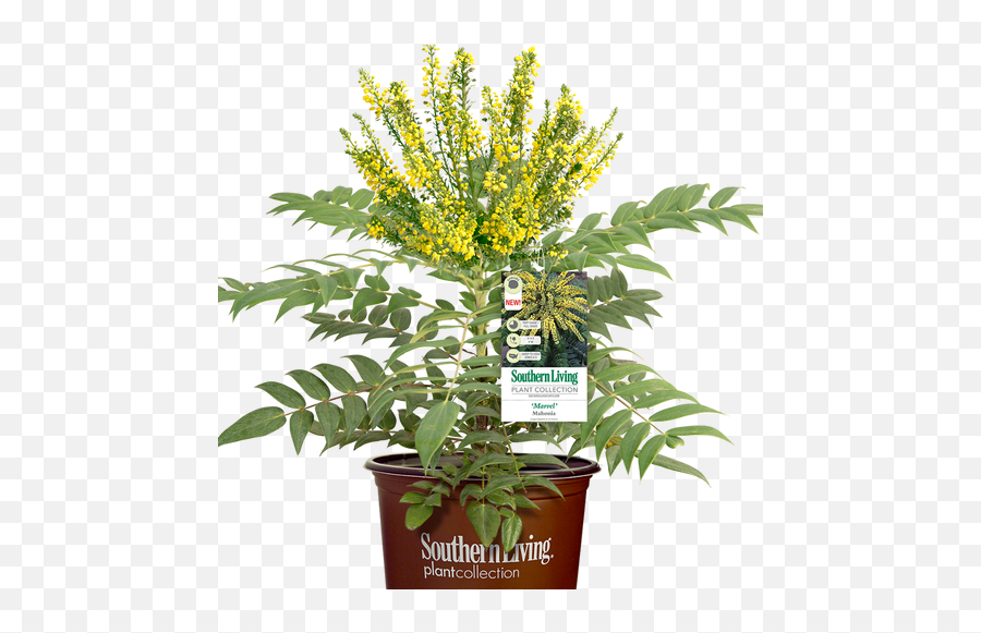 Shop Southern Living Plant Collection Plantaddictscom - Mahonia Marvel Emoji,Abelia 'sweet Emotion'