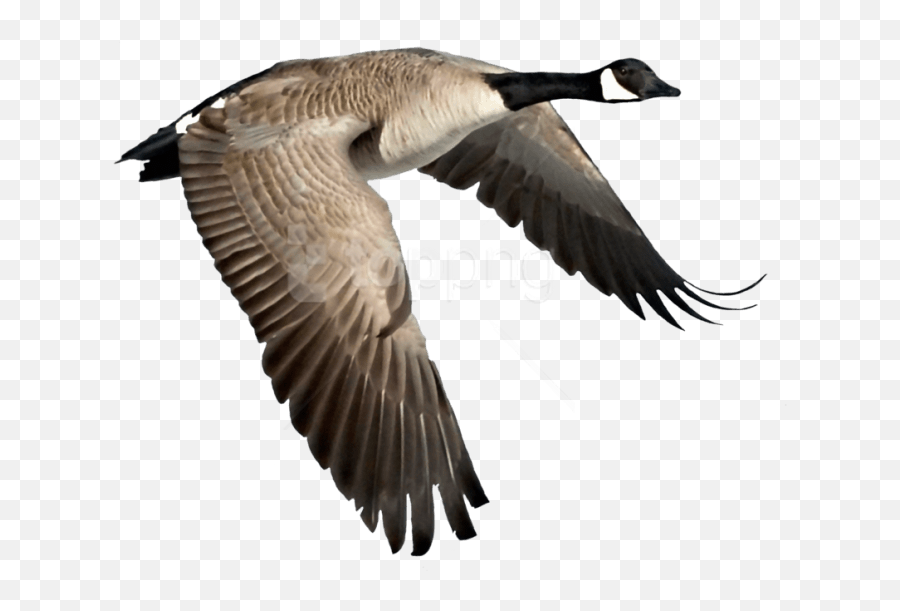 Free Png Goose Png Images Transparent - Transparent Canada Canadian Goose Flying Png Emoji,Canadian Goose Emoticon