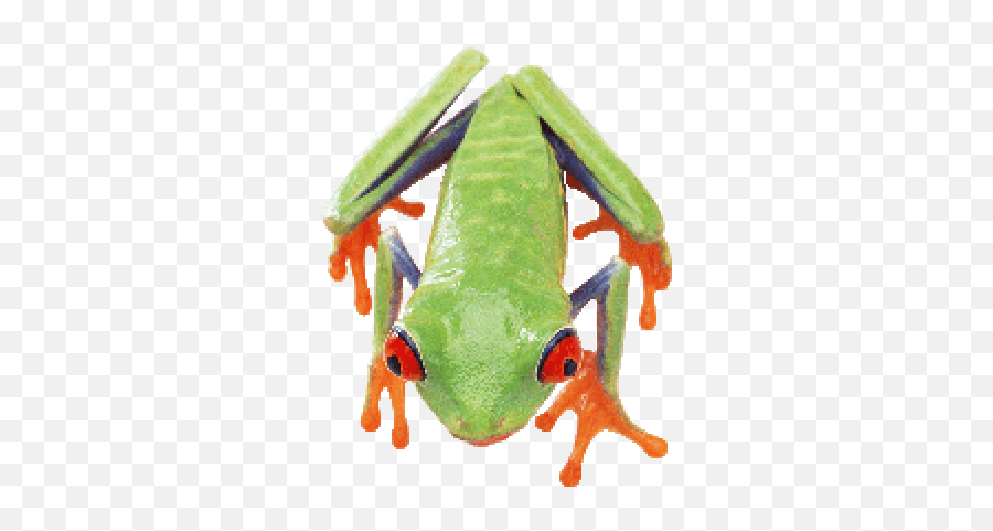 Png Images Frog 4png Snipstock Emoji,Emotion Ammo Frogs