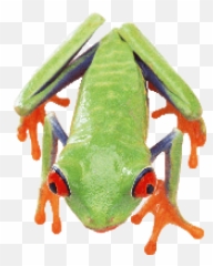 Png Images Frog 4png Snipstock Emoji,Emotion Ammo Frogs