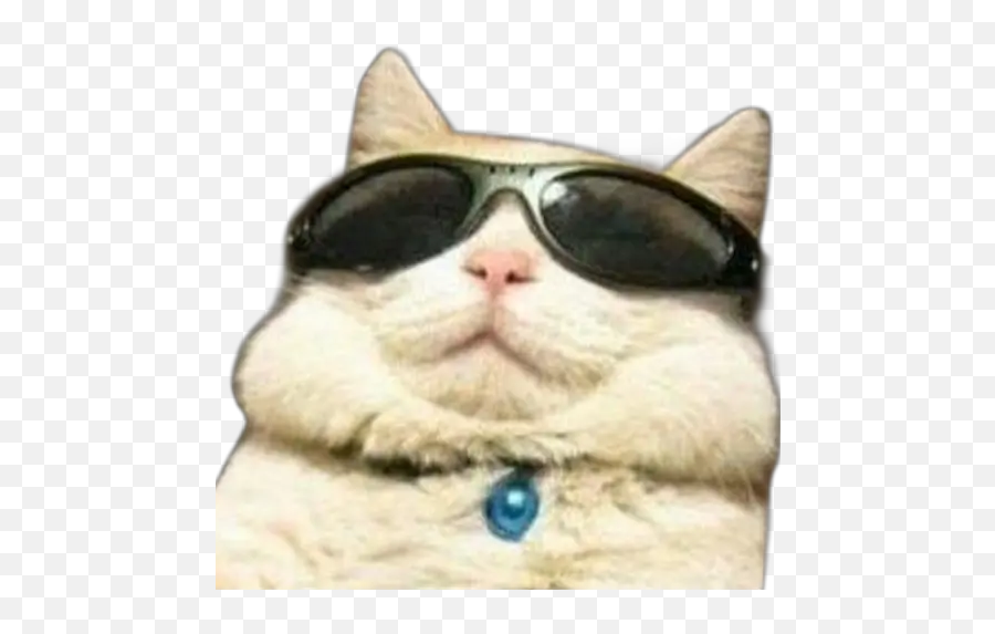 Cool Cat - Stickers For Whatsapp Chillin Cat Meme Emoji,Cool Cat Emoji