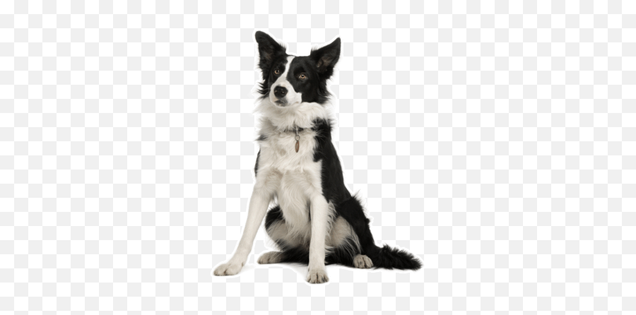 Border Collie Puppies For Sale In - Border Collie Emoji,Husky/border Collie Emoji