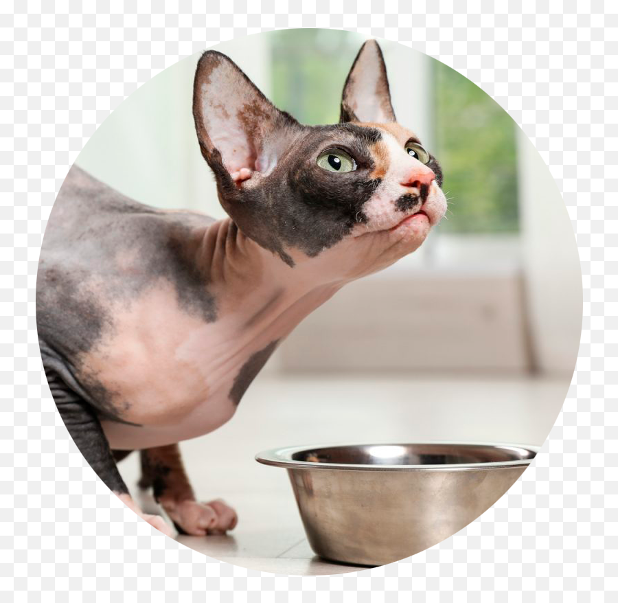 Sphynx Care - Any Cute Sphynx Emoji,Cat Ears That Tell Your Emotions