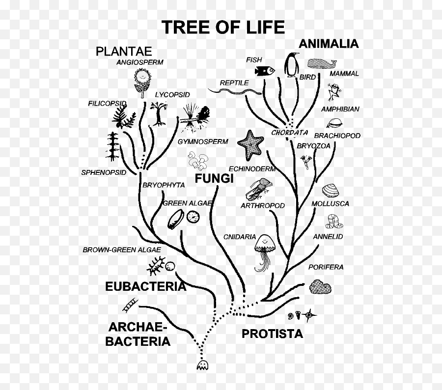 Itu0027s Ok For Vegans To Eat Oysters - 5 Kingdoms Tree Of Life Emoji,Bambi Mother Birds Emotion