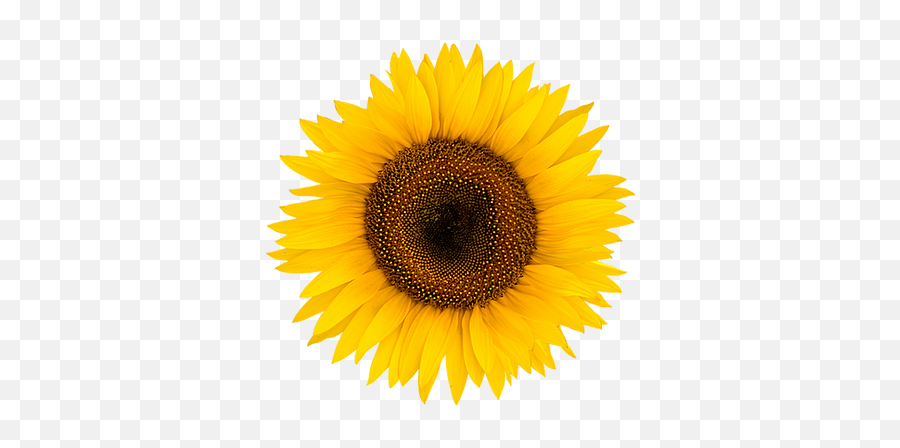 Waterdrinkeru0027s Sunflower Fields Manorville Ny Water - Girasoles Con Fondo Blanco Emoji,Facebook Sunflower Emoticons