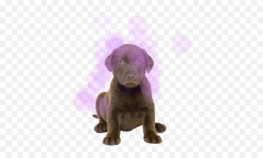 Special Media Library V12 Tynker - Cute Labrador Retrievers Png Emoji,Emoji Puppy Chocolate Lab