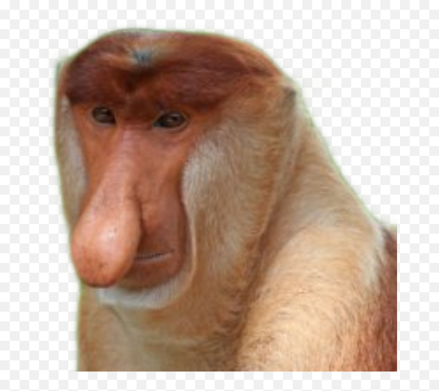 The Most Edited Janusz Picsart - Ugly Monkeys Emoji,Ts Emoji Emoticon Monkey