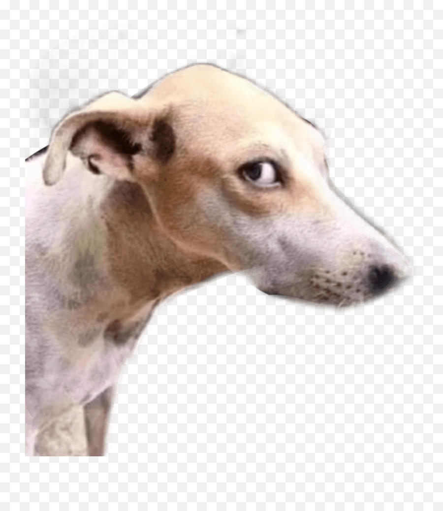 Discord Emojis List Discord Street,Abed Nadir Emoji