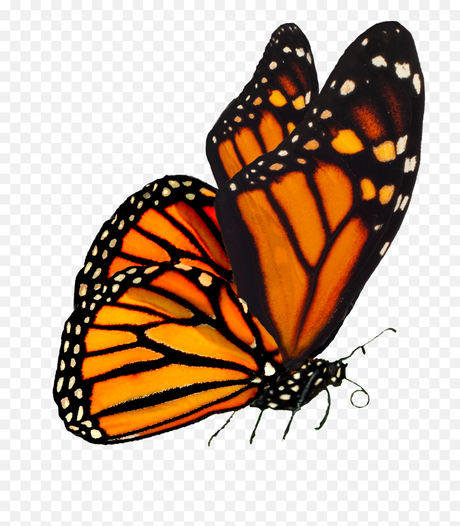Monarch Butterfly Png Transparent Images Png All Emoji,Free Emojis No Backrounds