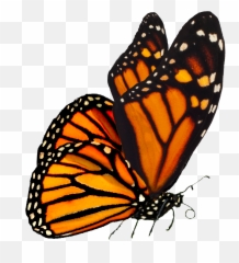 Monarch Butterfly Png Transparent Images Png All Emoji,Free Emojis No Backrounds