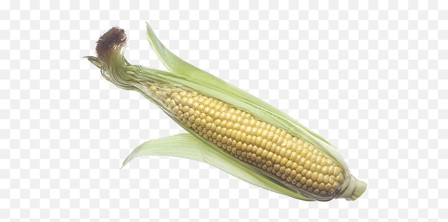 Corn Cob - Corncob Png Emoji,Corn Cob Emoji
