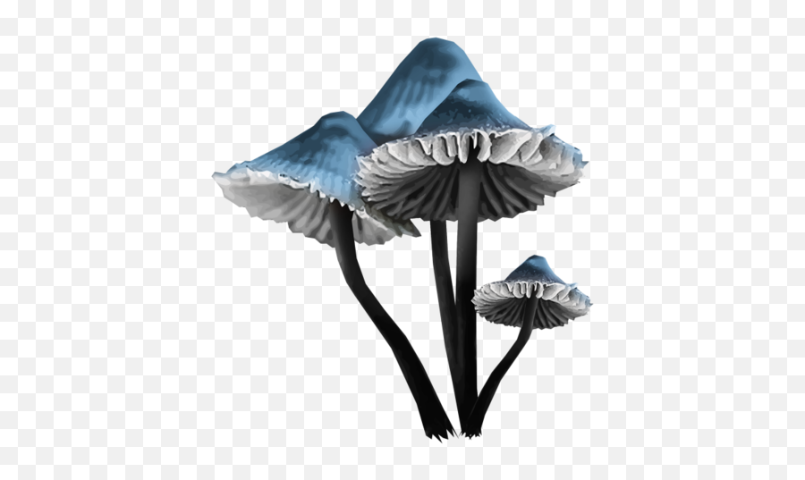Mushrooms Mushroom Fantasy Sticker - Wild Mushroom Emoji,Mushrooms Emoji