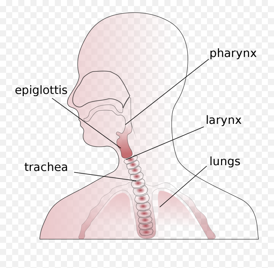 Diagram Simple Throat Diagram Full Version Hd Quality - Pharynx Meaning In Punjabi Emoji,Work Complite Emoticons