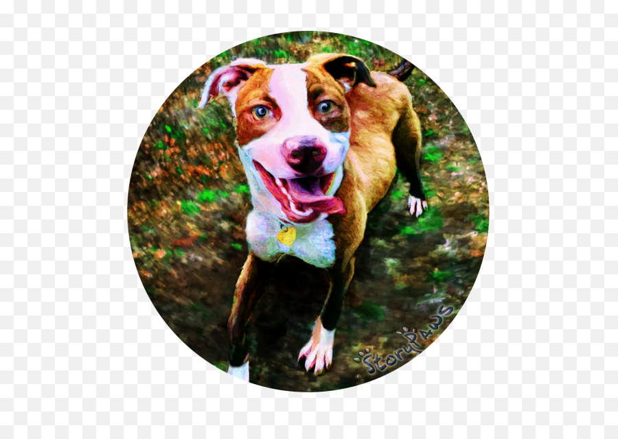 Lucy The Pit Bull Rescue Puppyu0027s Story Emoji,Pitbulls Read Emotion