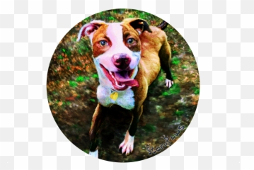 Lucy The Pit Bull Rescue Puppyu0027s Story Emoji,Pitbulls Read Emotion