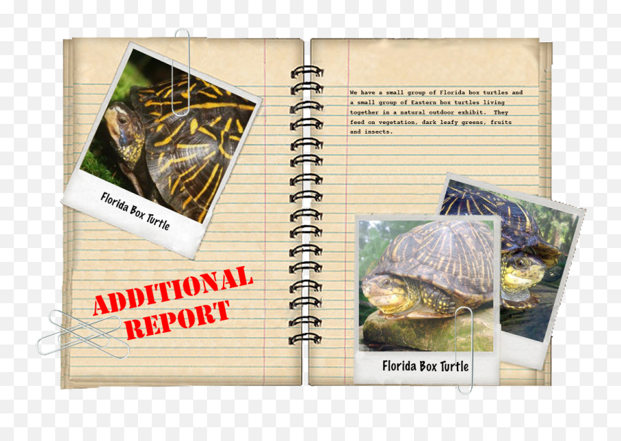 Croc Encounters - Tortoise Emoji,Turtle Emotions Pritnable Cards