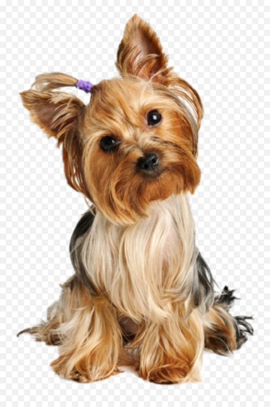 The Most Edited - Transparent Yorkie Png Emoji,Puppy Yorkie Emoticon