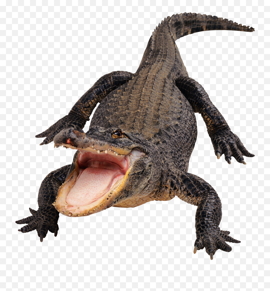 Discover Trending - Alligator Png Emoji,Alligator Emoji