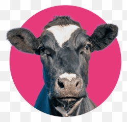 Moolicious Milk - Chill It Shake It Drink It Flavoured Milk Emoji,Chocolate Milk Emoji