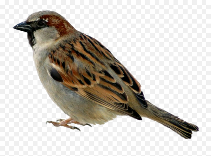 Bird Sparrow Sticker - Sparrow Png Emoji,Sparrow Emoji