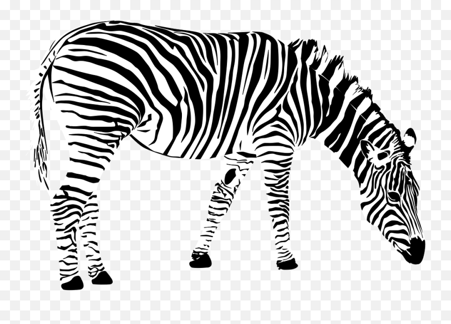 Zebra Png 3 Buy Clip Art - Cebra Blanco Y Negro Emoji,Zebra Emoji