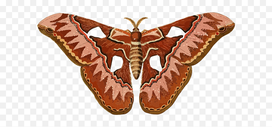 1 Free Moth Butterfly Images Emoji,Can Luna Moths Feel Emotions