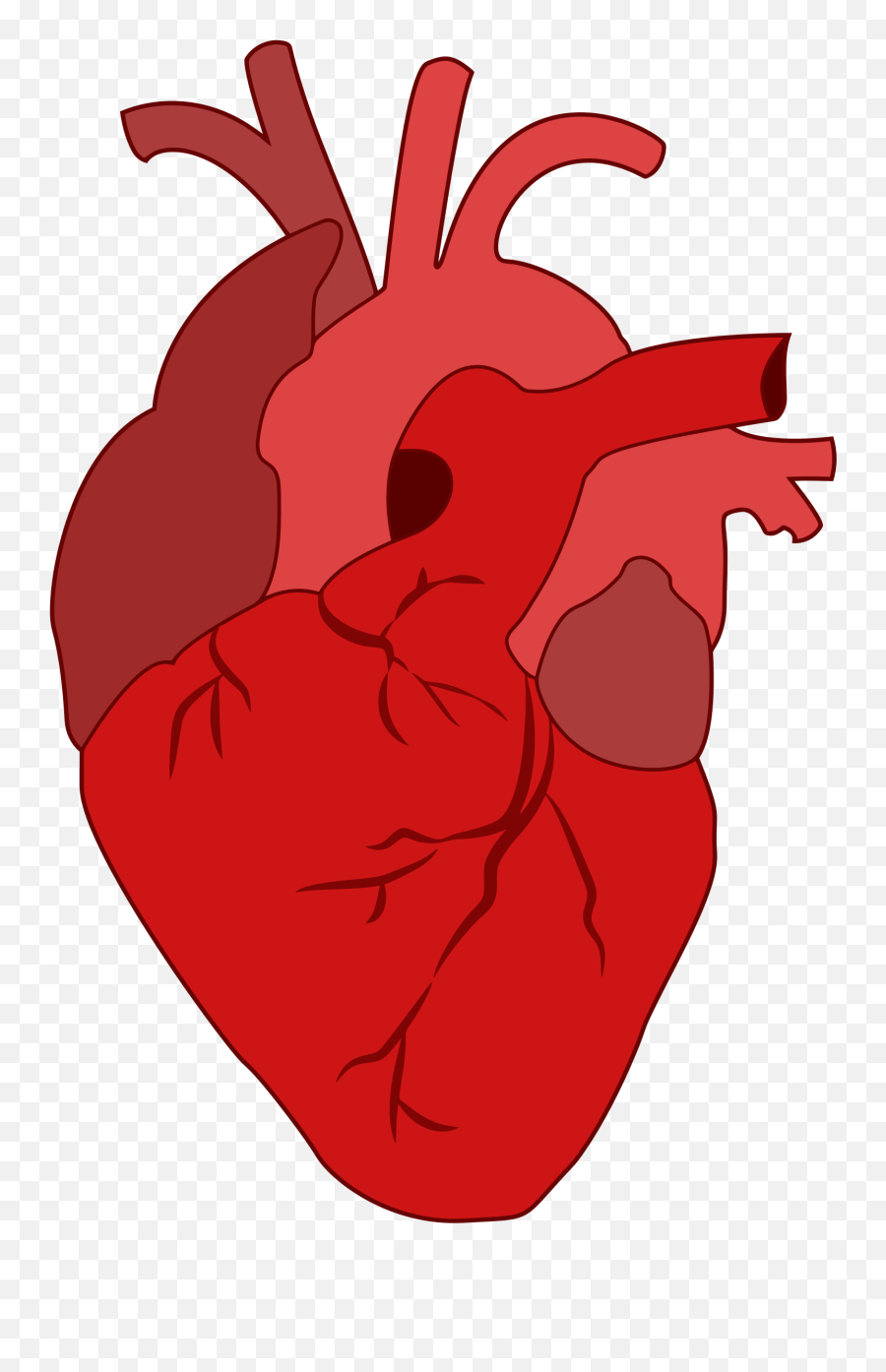 Real Heart Png - Real Heart Clipart Heart 1177487 Vippng Medical Heart Clipart Png Emoji,Heart Shaped Mickey Emoji